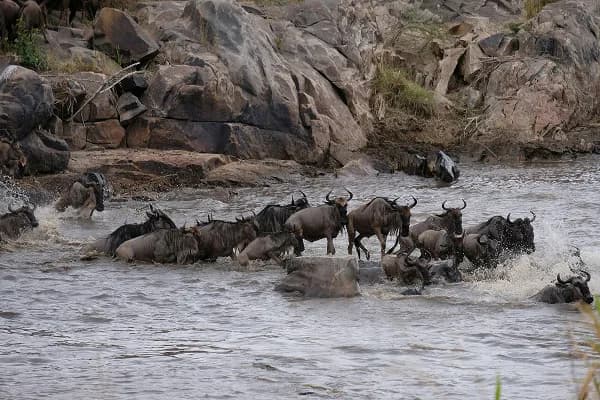 Wildebeest-Migration.jpg