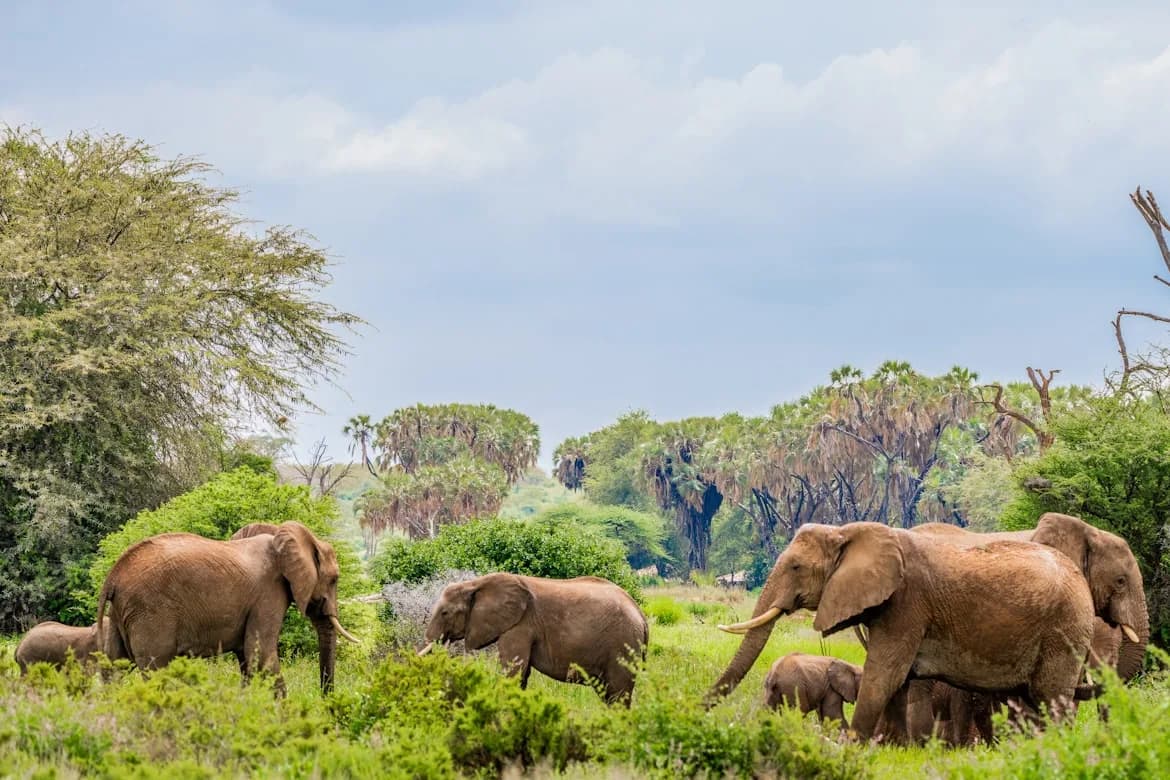 6 Days Masai Mara, Lake Nakuru Amboseli Budget Lodge group safari