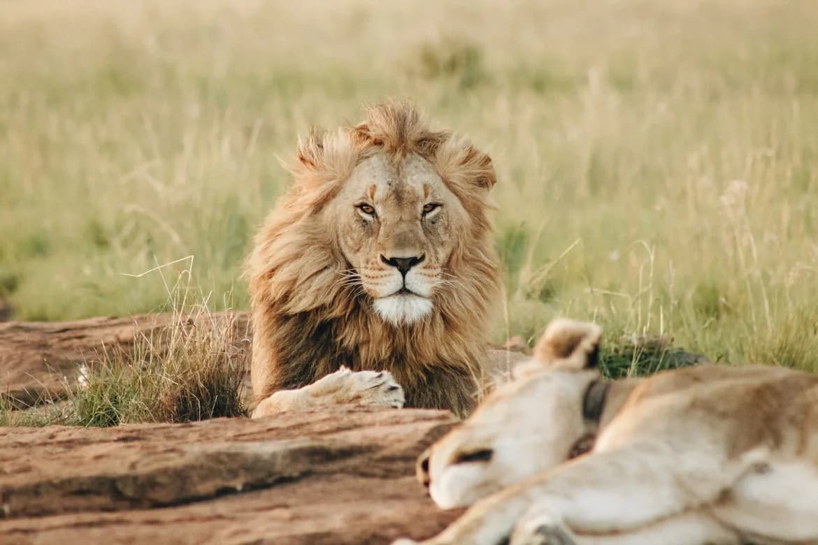 Best Value 5-Day Tanzania Safari: Serengeti & Tarangire