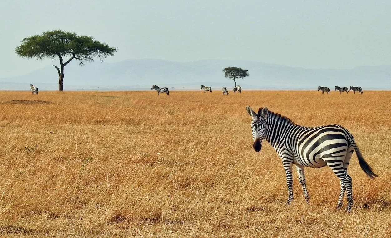 4 Days Masai Mara lake Nakuru Group Safari