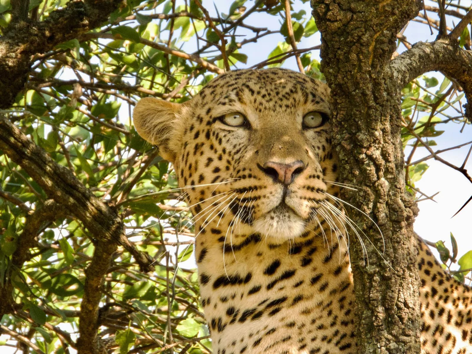 15Days Discover Kenya And Tanzania Combined Wildlife Cultural Safari