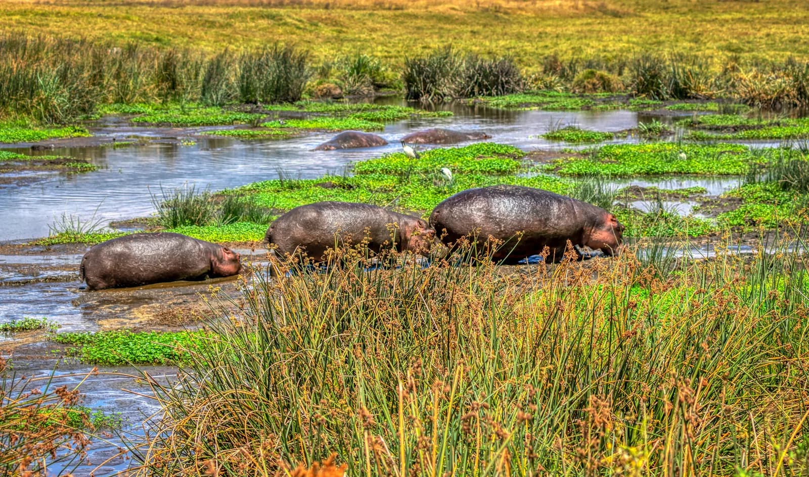 13 Days Kenya and Tanzania Combined Safari