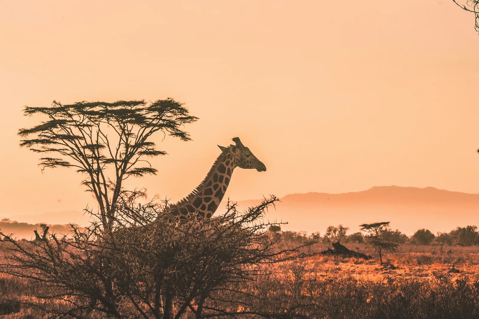12 Days Kenya and Tanzania Combined Circuit Migration safari