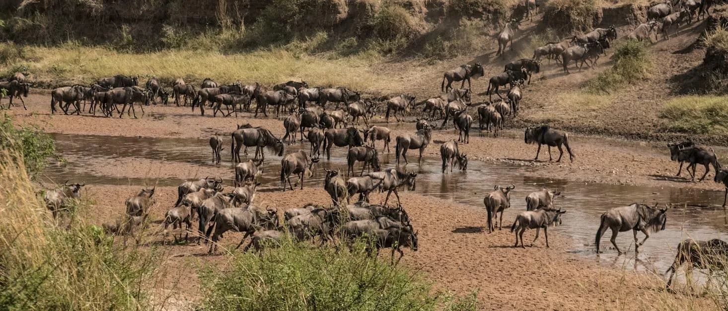 13 Days Samburu, Masai Mara & Diani Flying Safari- Luxury Kenya Wildlife Safari by Air