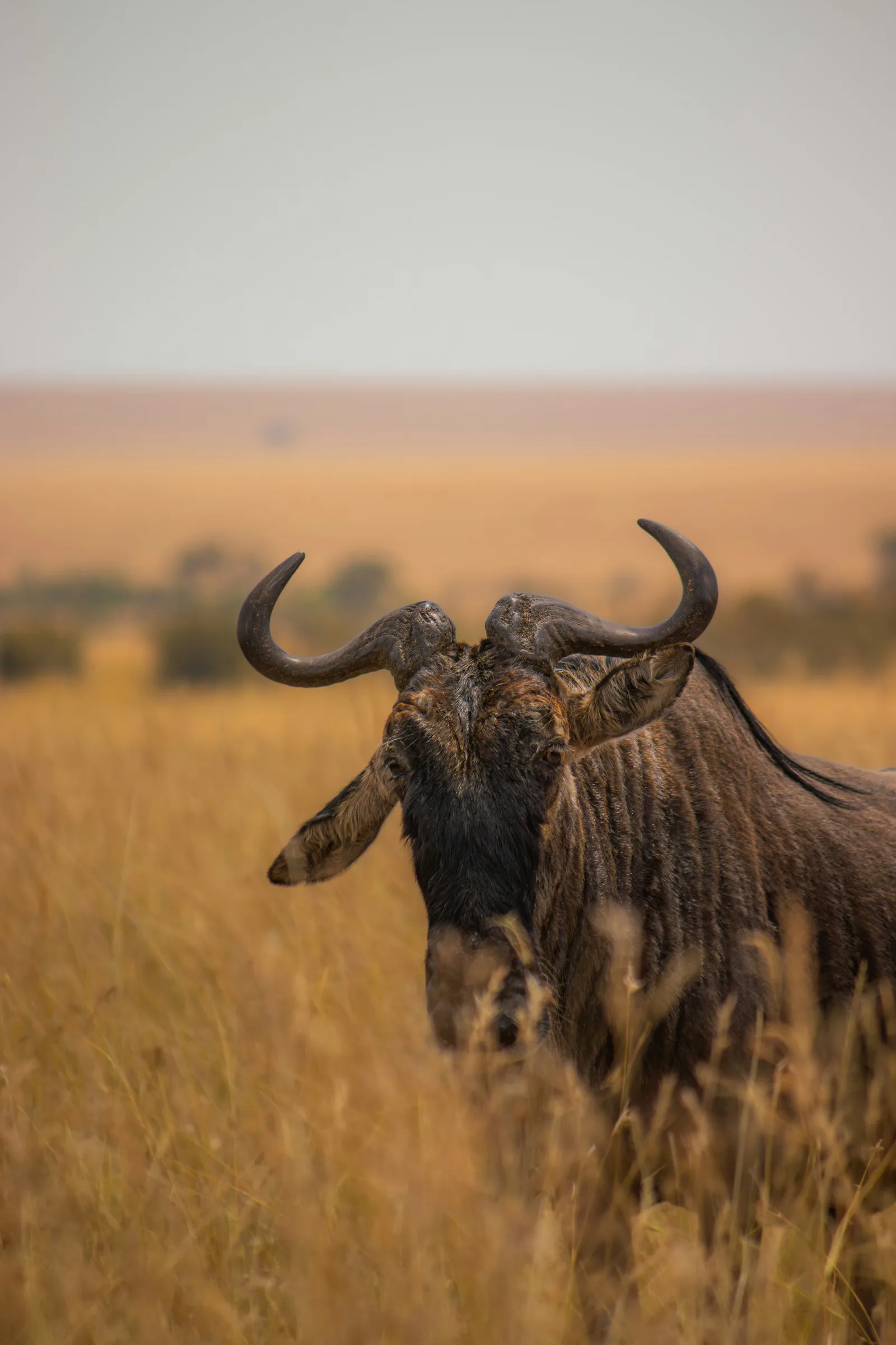 12-Day Kenya & Tanzania Migration Safari Circuit