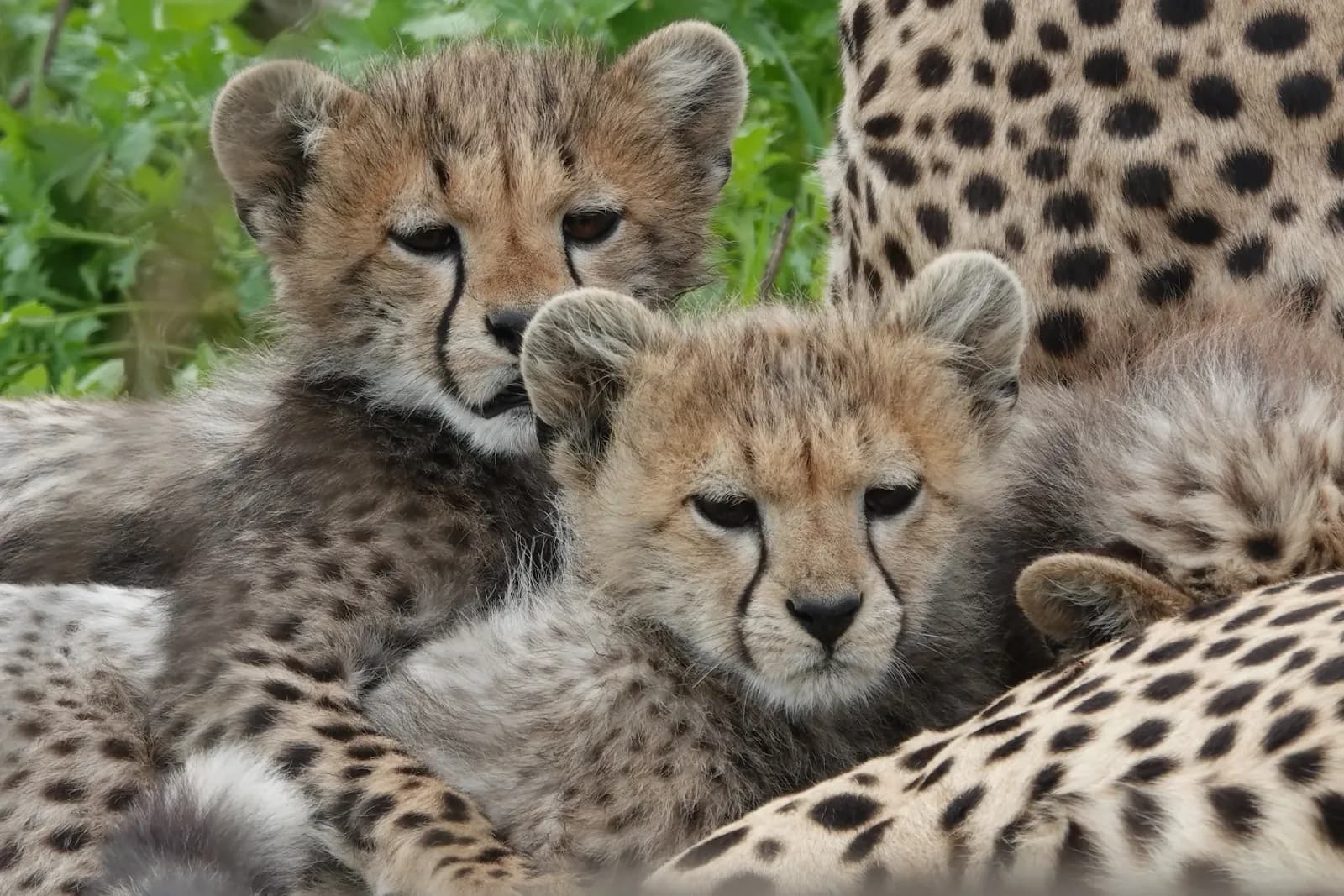 4 Days Masai Mara Lodge Safari