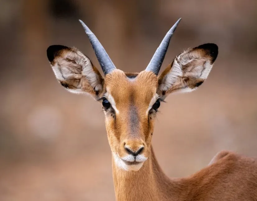10-Day Masai Mara, Serengeti & Ngorongoro Crater Safari