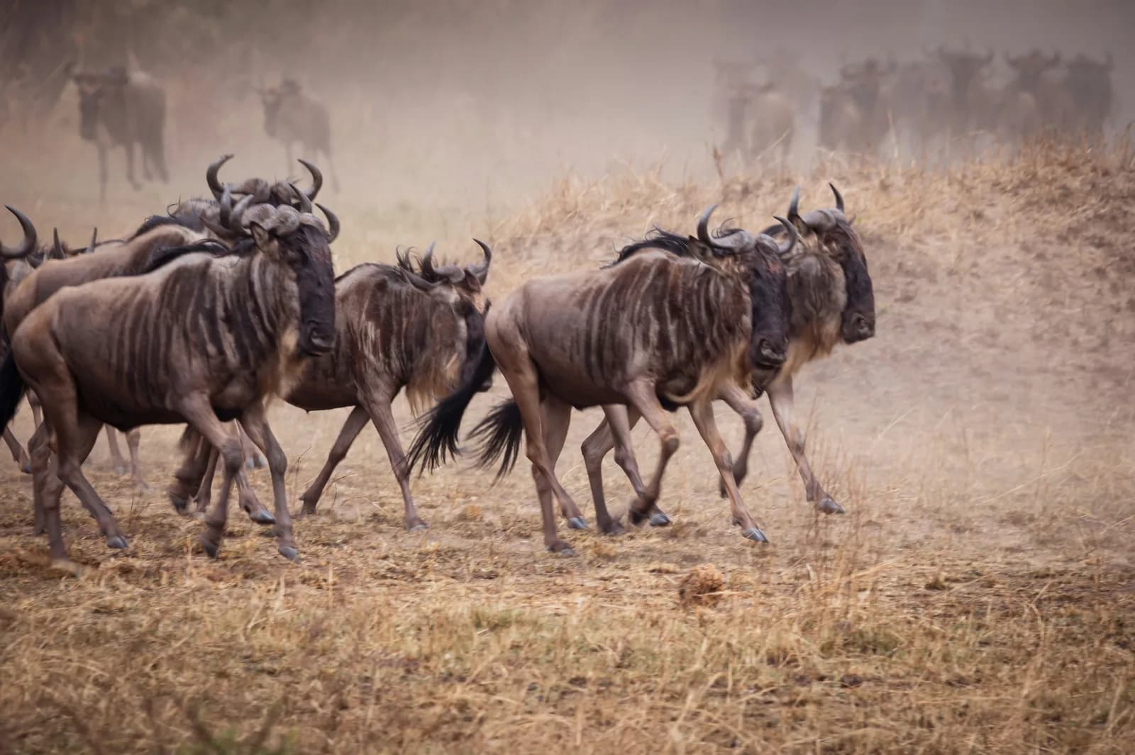10 Days Masai Mara Migration Safari and Rwanda Gorilla Trekking