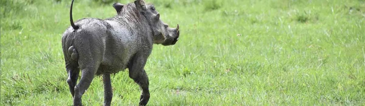 5 Days Iconic Tanzania safari Tarangire- Serengeti & Ngorongoro Crater Safari