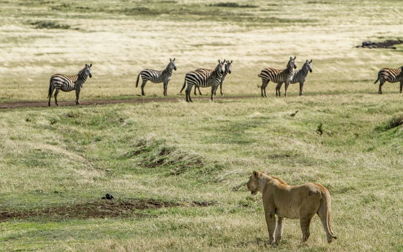 7-Day Discover Tanzania Wildlife Lodge Safari