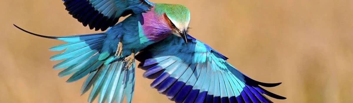 7 days Lake Nakuru and Masai Mara bird watching safari
