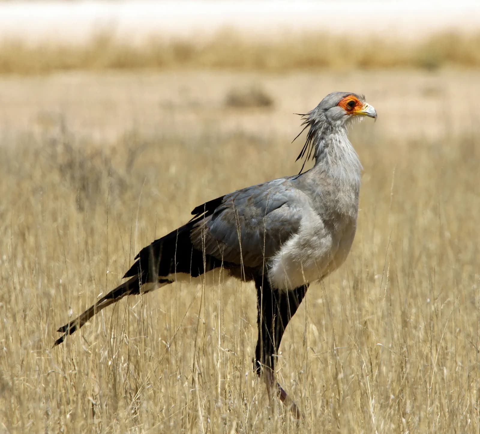 14 days Kenya bird Watching safari