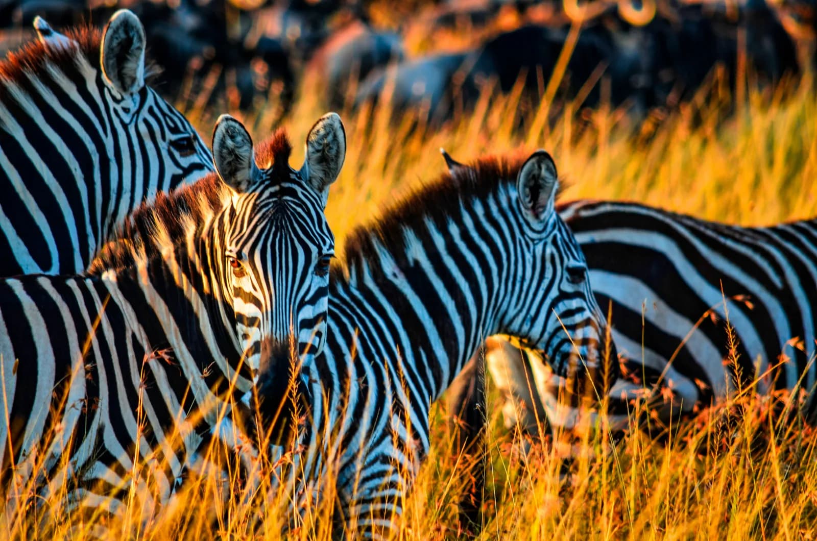 7-Day Masai Mara & Lake Nakuru Photography Safari