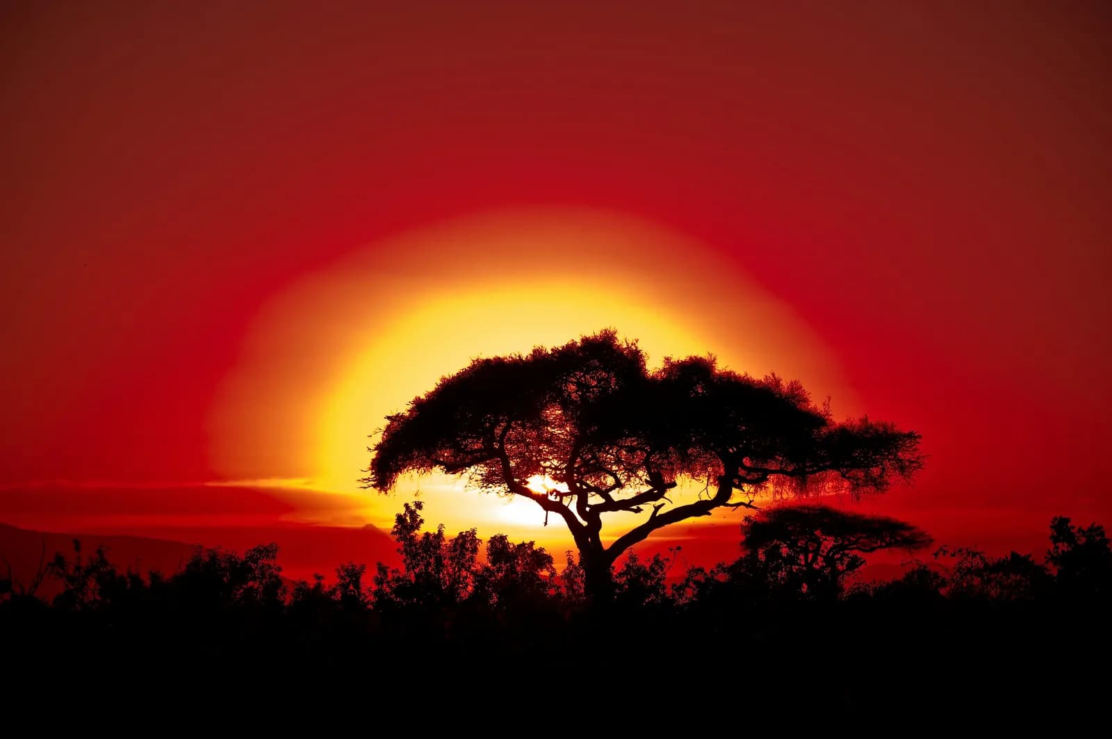 8 Days Amboseli and Masai Mara Wildlife Photography Safari