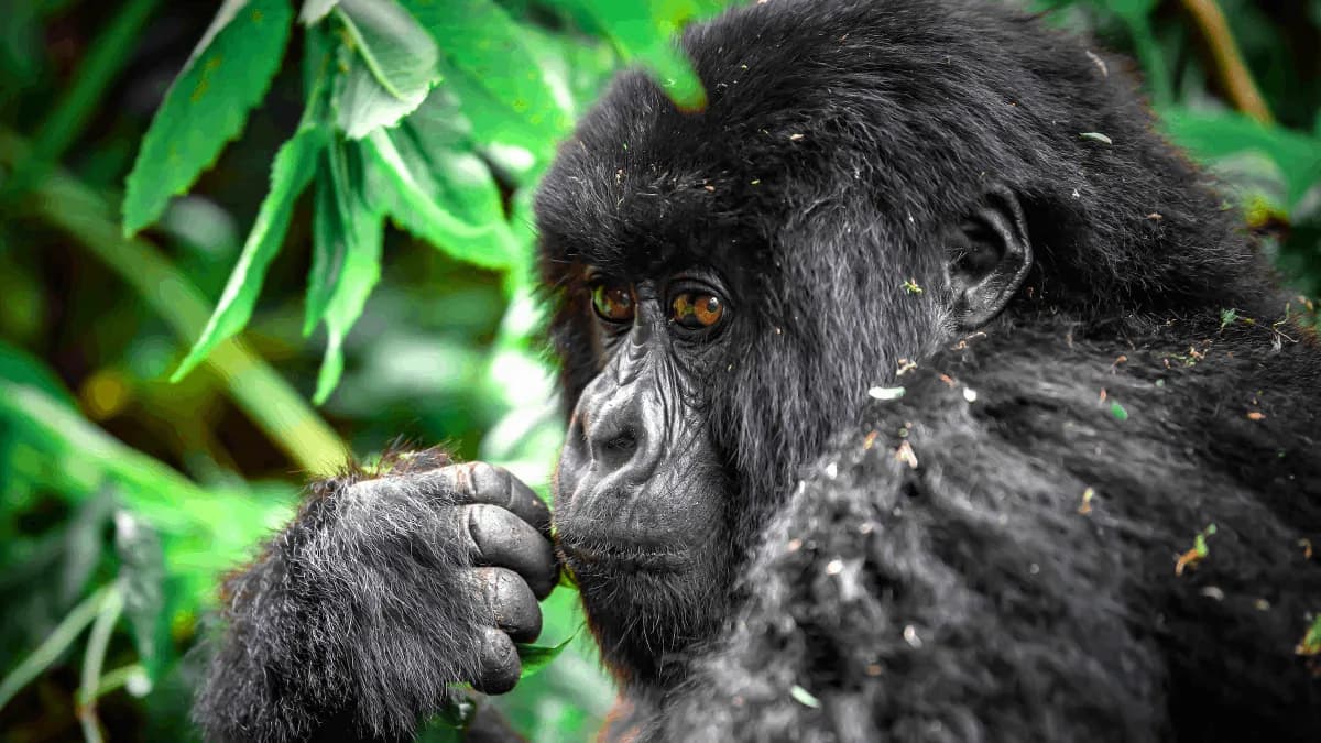 14 Days Explore East Africa Wildlife Safari Rwanda Gorilla Tour