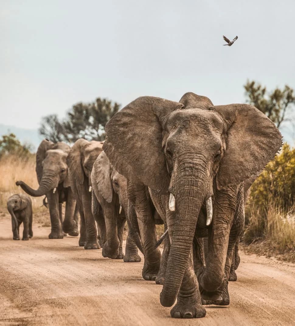 20 Days East Africa Wildlife safari and Uganda Gorilla Trekking