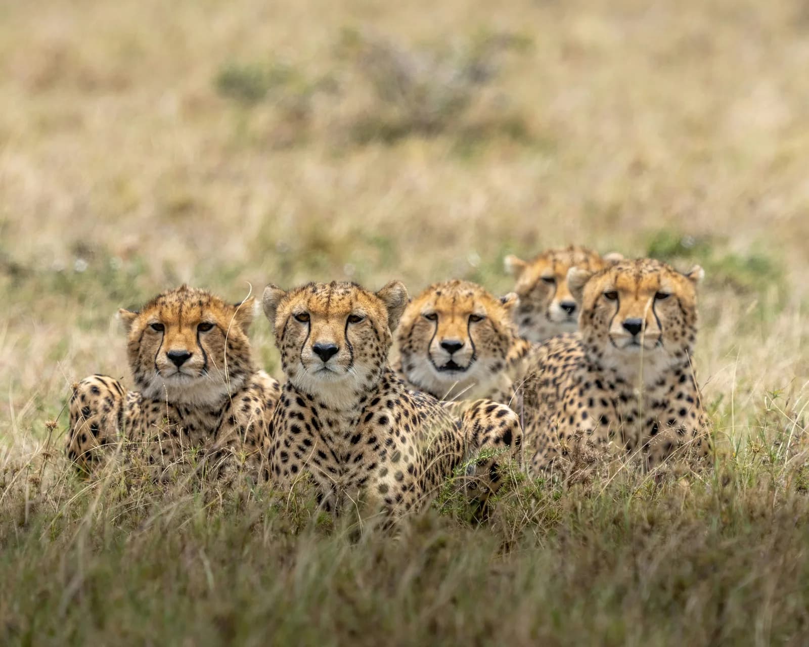 12 Days Kenya wildlife safari and Diani beach holiday