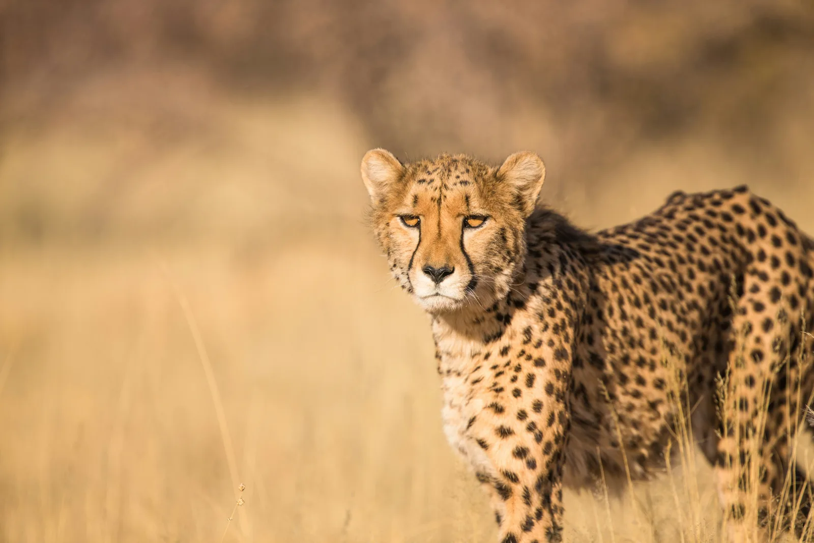 14 Days Kenya Luxury Golf Safari & Wildlife Experience