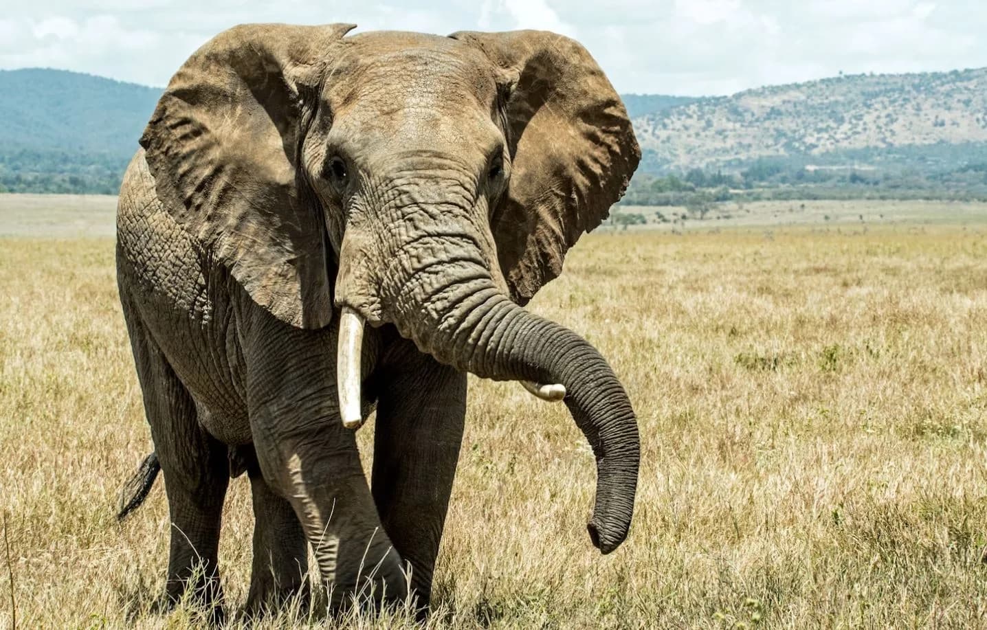 11 Day Classic Kenya Wilderness Safari: Lewa, Naivasha & Masai Mara