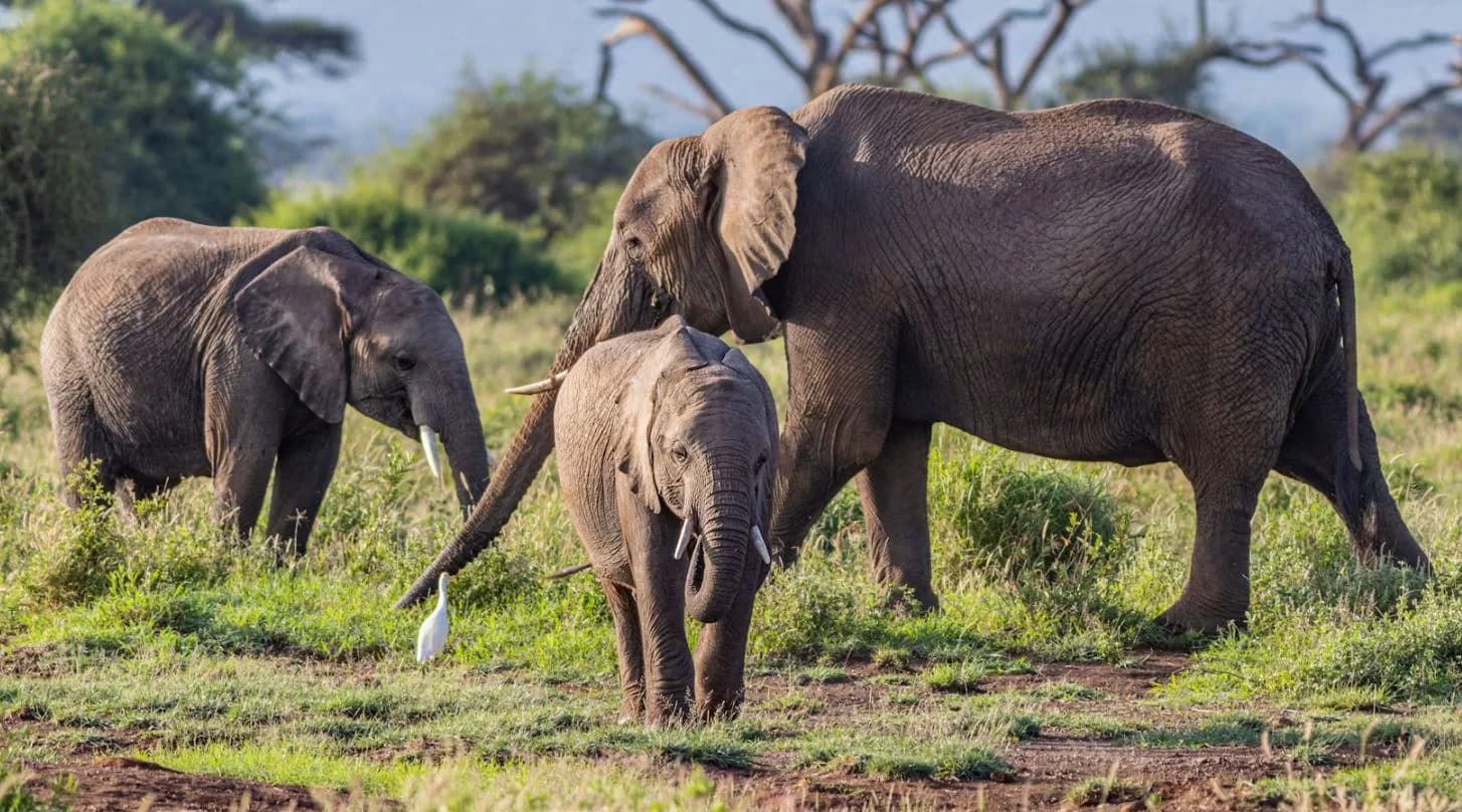 10 Days Kenya wilderness & Luxury Safari