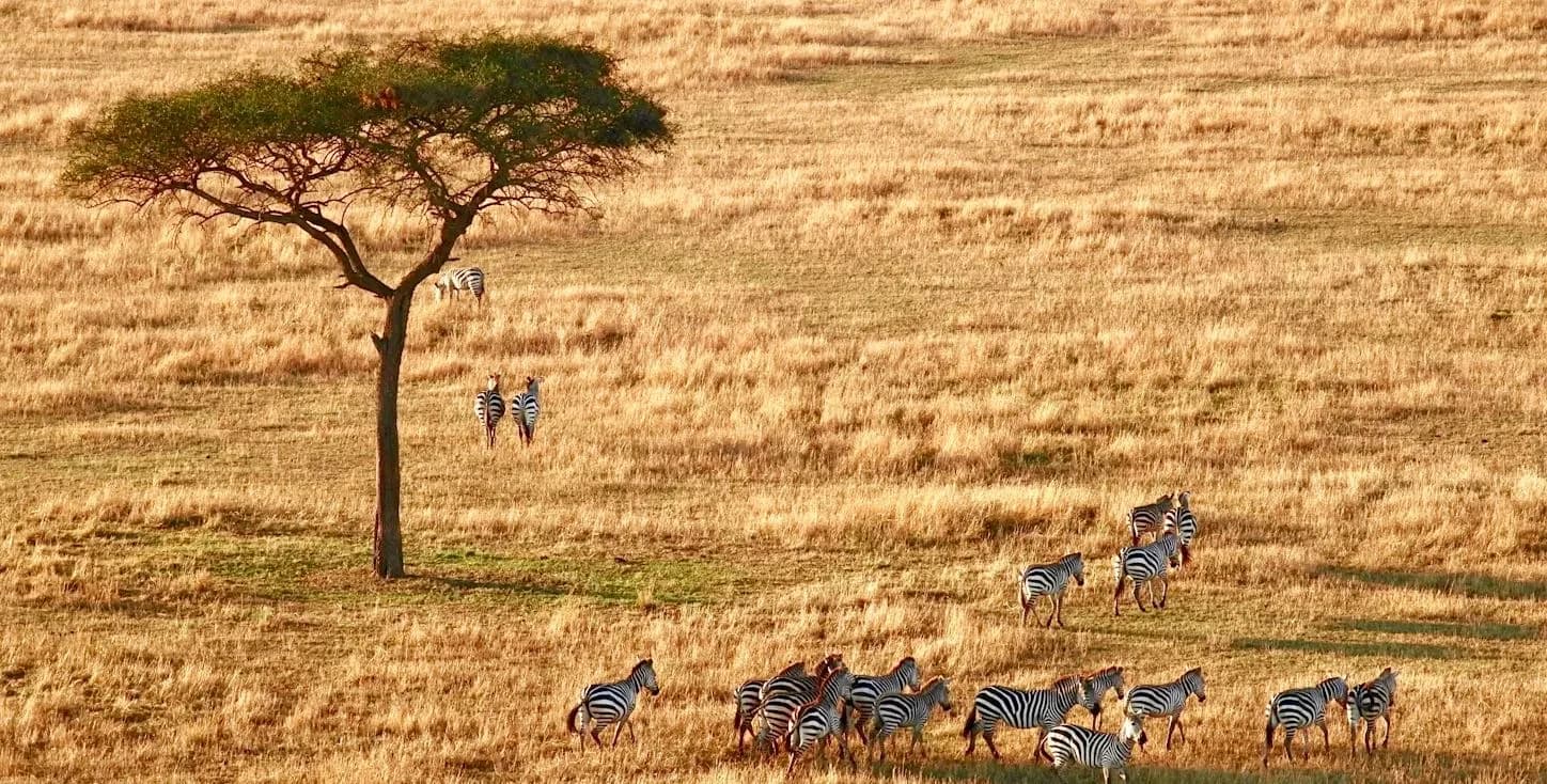 12 Days Luxury Safari in Kenya and Tanzania