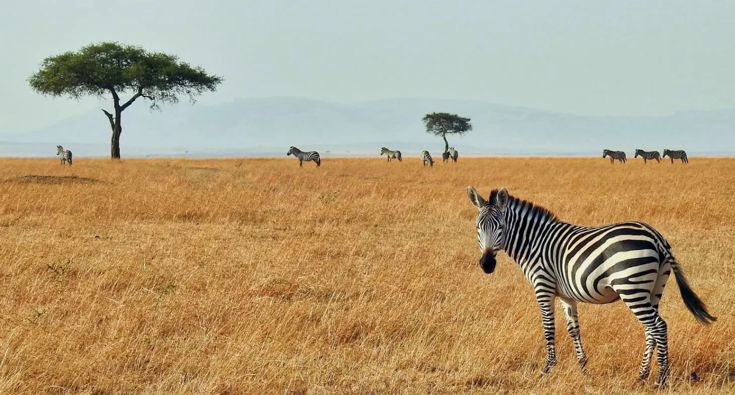 15-Day Kenya & Tanzania Wildlife & Cultural Safari