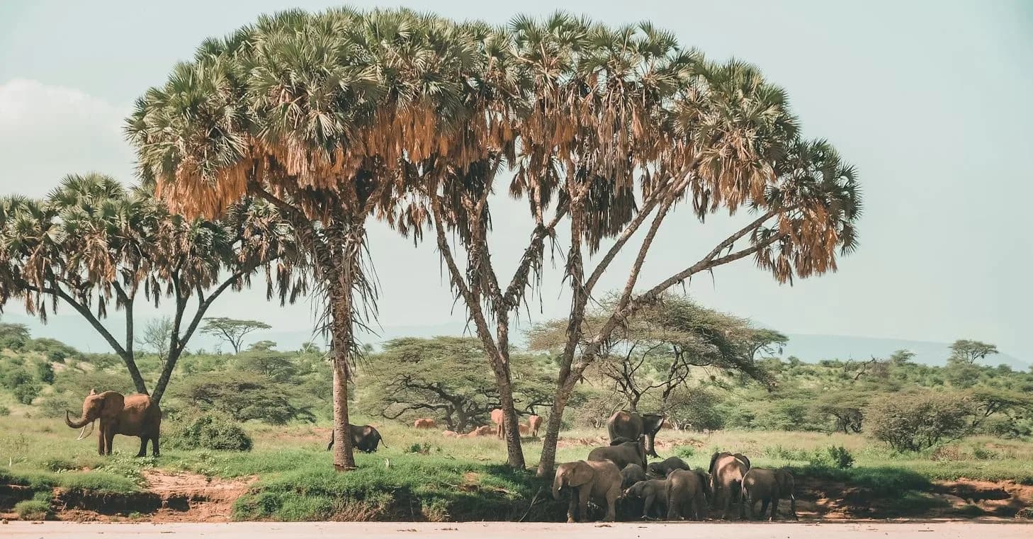 10 Days Kenya Wildlife and Cultural Safari