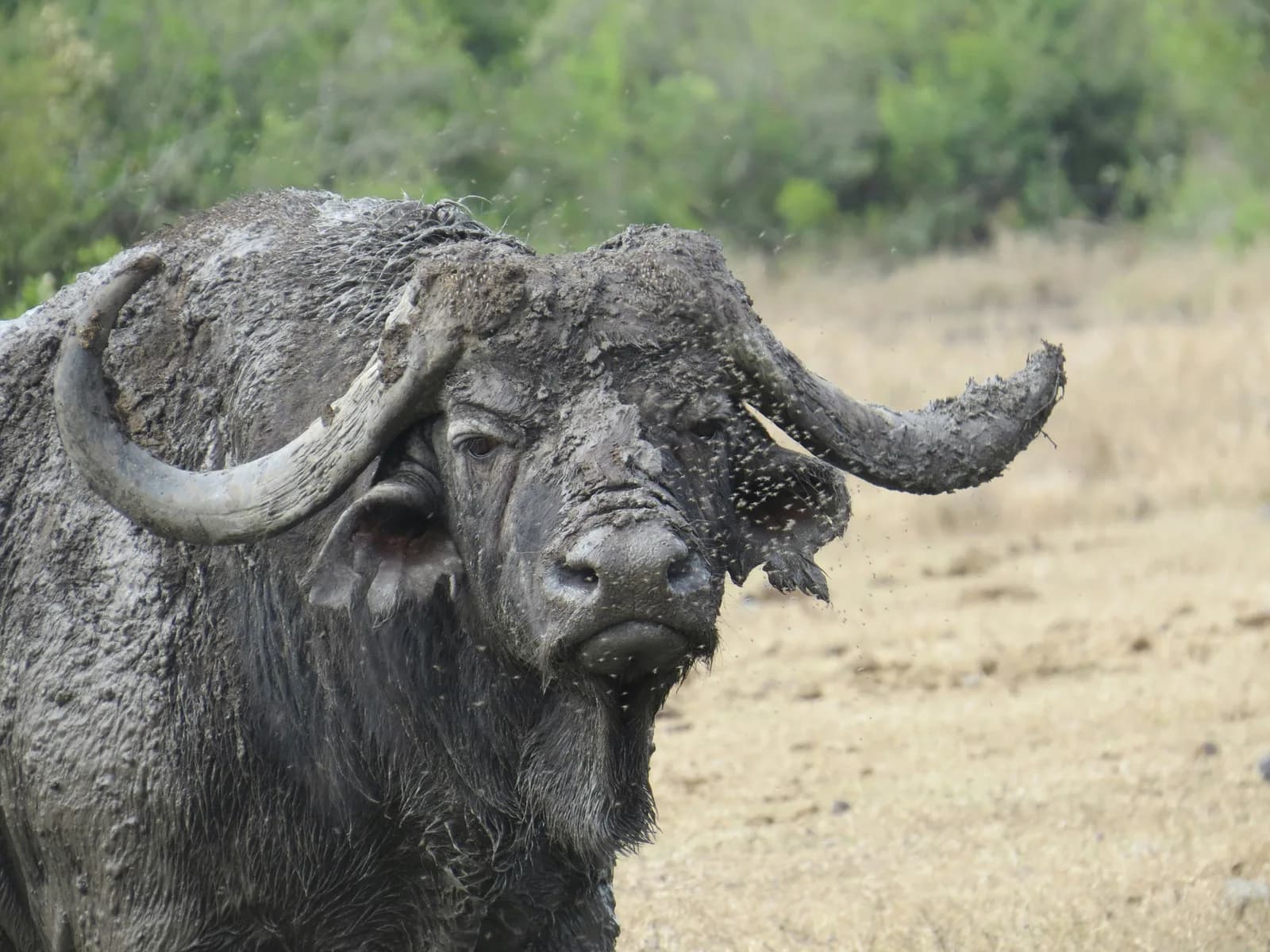 5 Days Ol Pejeta Conservancy, Lake Naivasha- Masai Mara lodge safari