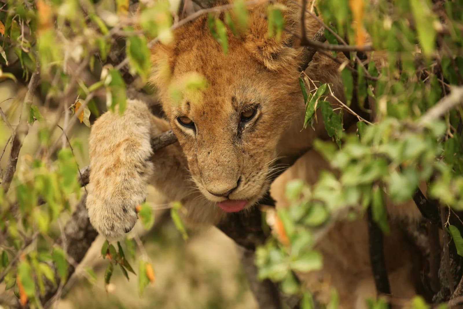 8 Days Samburu Sweetwater’s Lake Nakuru Masai Mara Wildlife Lodge Safari