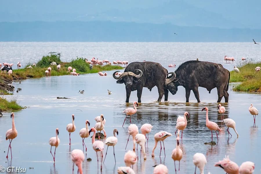 6 Days Nairobi, Lake Naivasha, Nakuru & Maasai Mara Safari