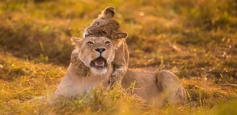 3-Day Mid-Range Masai Mara Safari