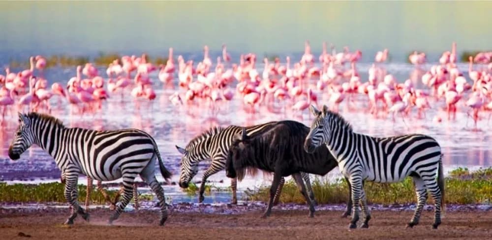 5-Day Kenya Safari: Masai Mara, Nakuru & Lake Naivasha