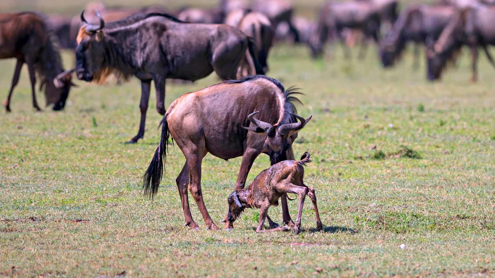 7-Day Wildebeest Calving Safari Serengeti & Ndutu