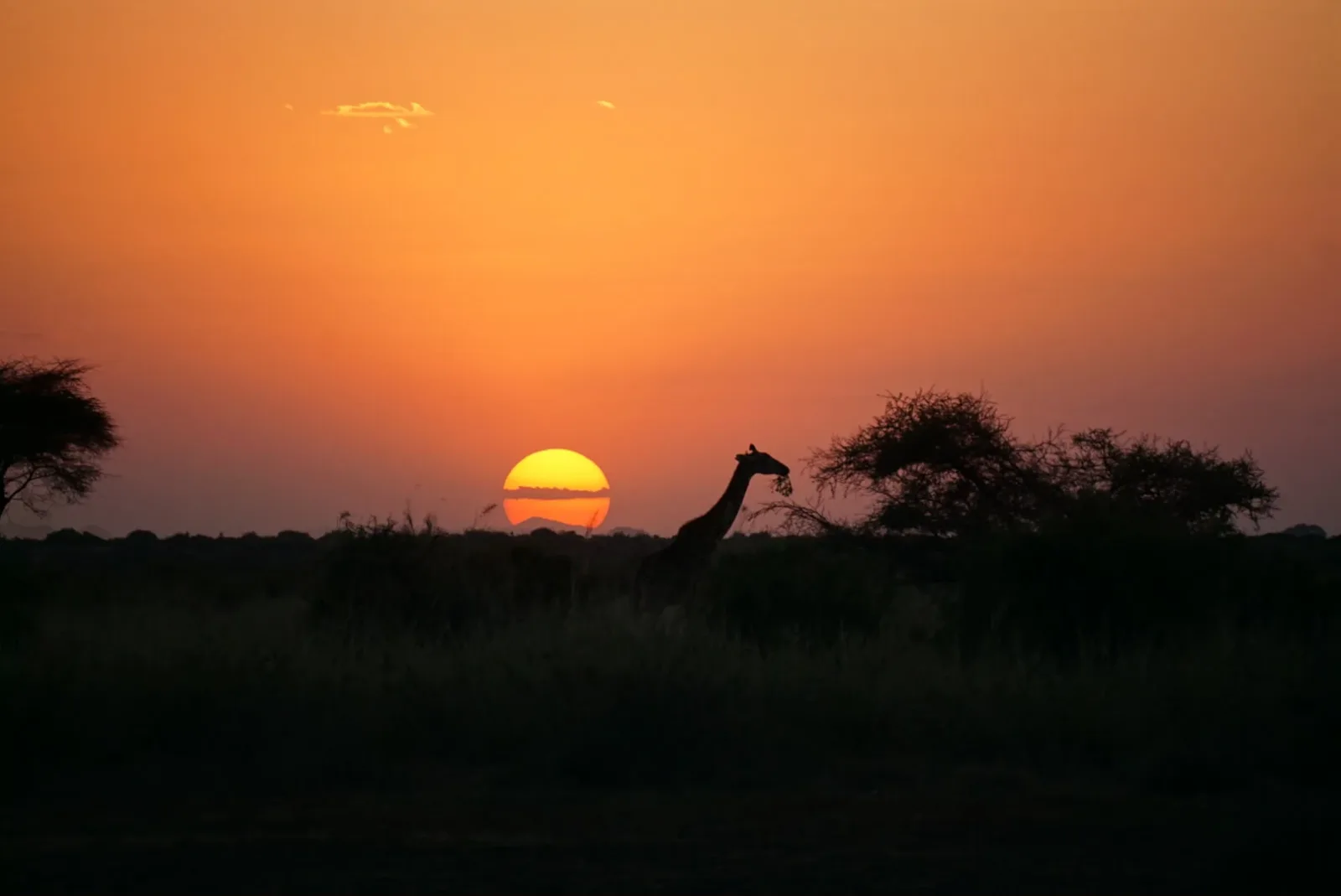7 Days Lewa Conservancy & Masai Mara Flying Safari – Kenya Wildlife & Big Five