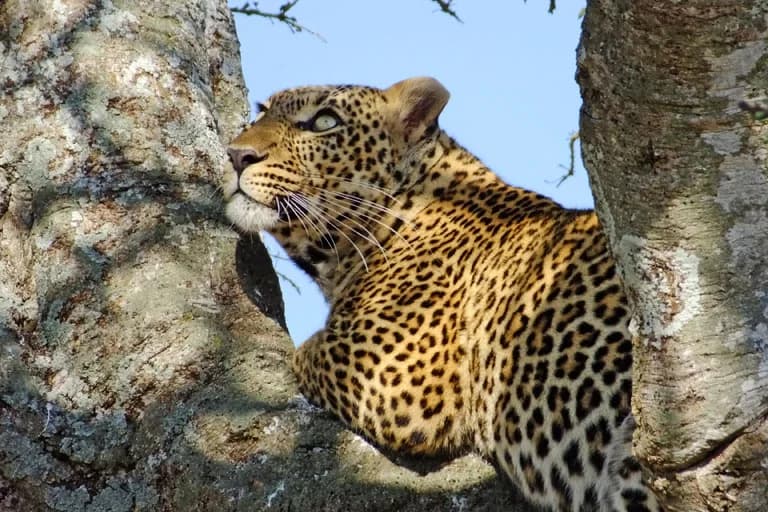 6 Days of Wilderness & Wonder in Meru & Masai Mara