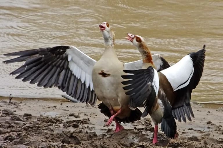 8 days Lake Nakuru and Masai Mara bird watching safari