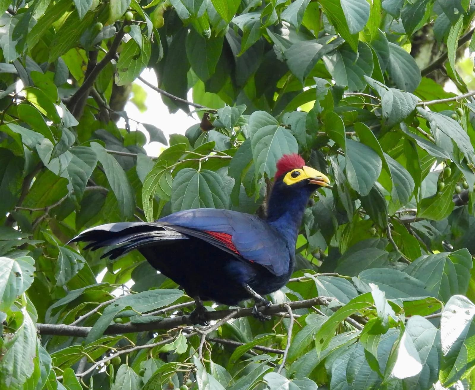 14 days Kenya bird Watching safari