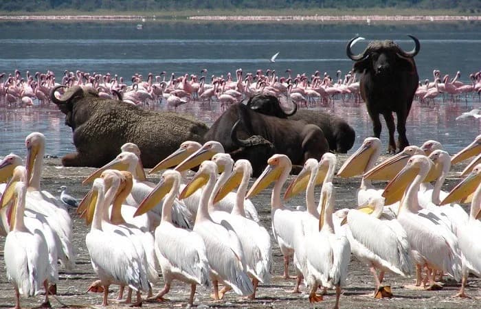 The Big Five & Pink Flamingos: 4-Day Masai Mara & Lake Nakuru Group Safari