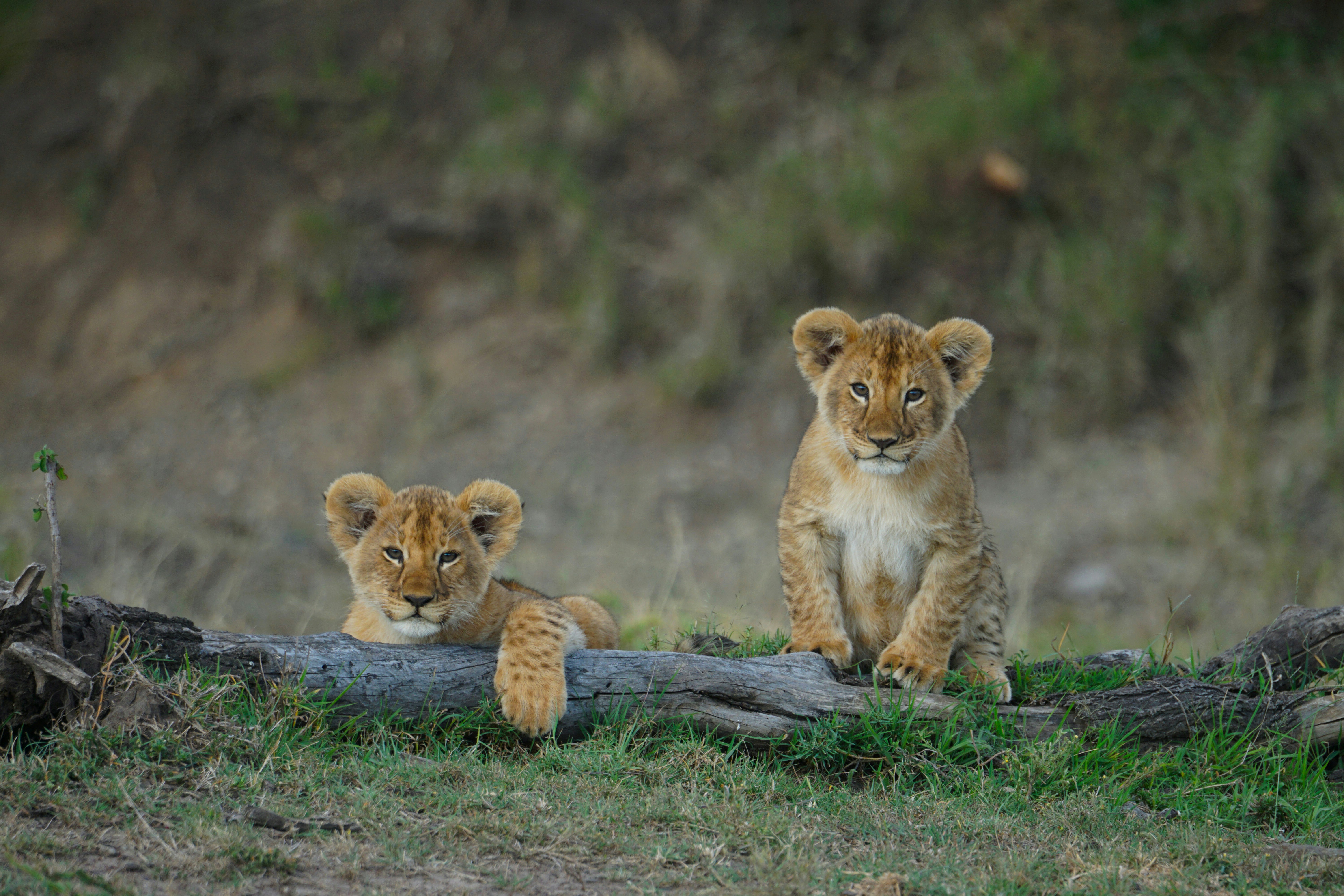 Your Absolute African Safari Experience