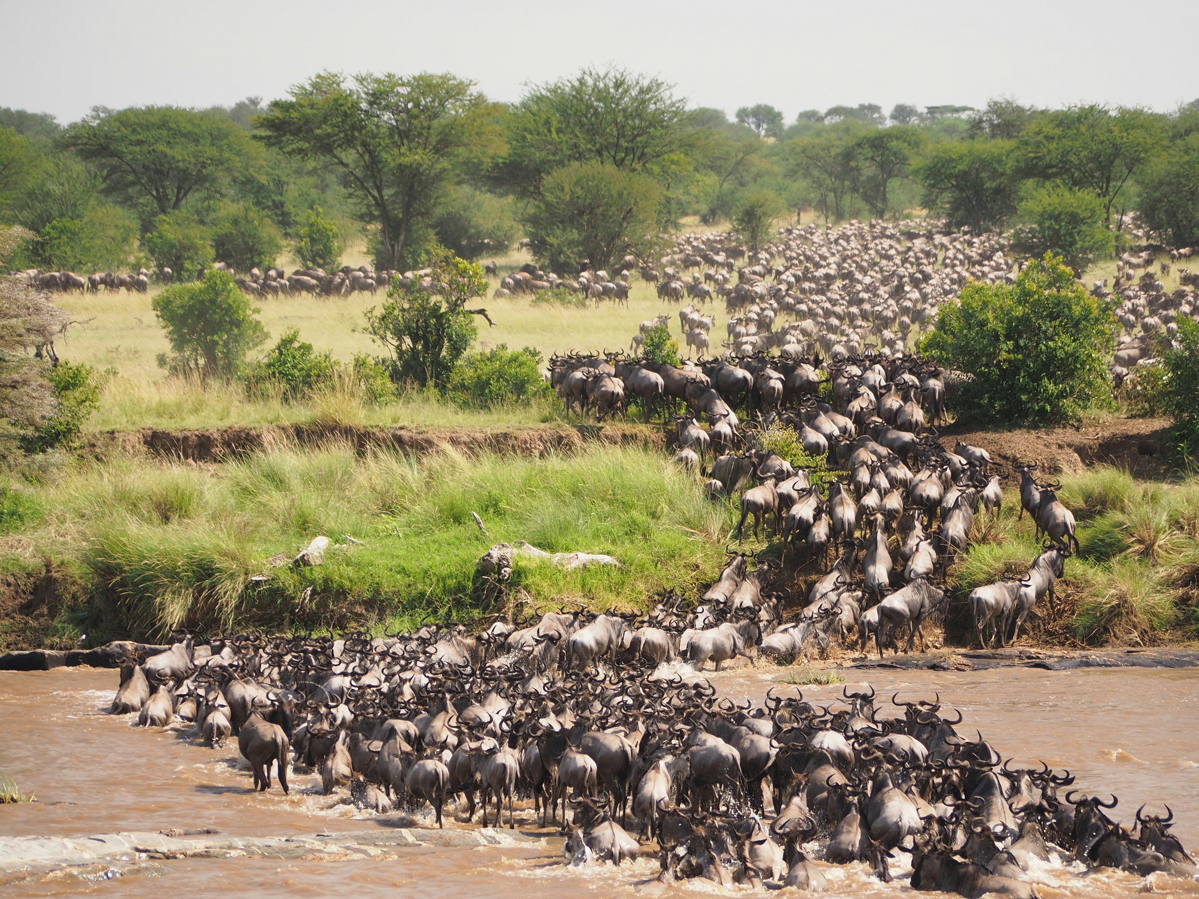 Your Absolute African Safari Experience