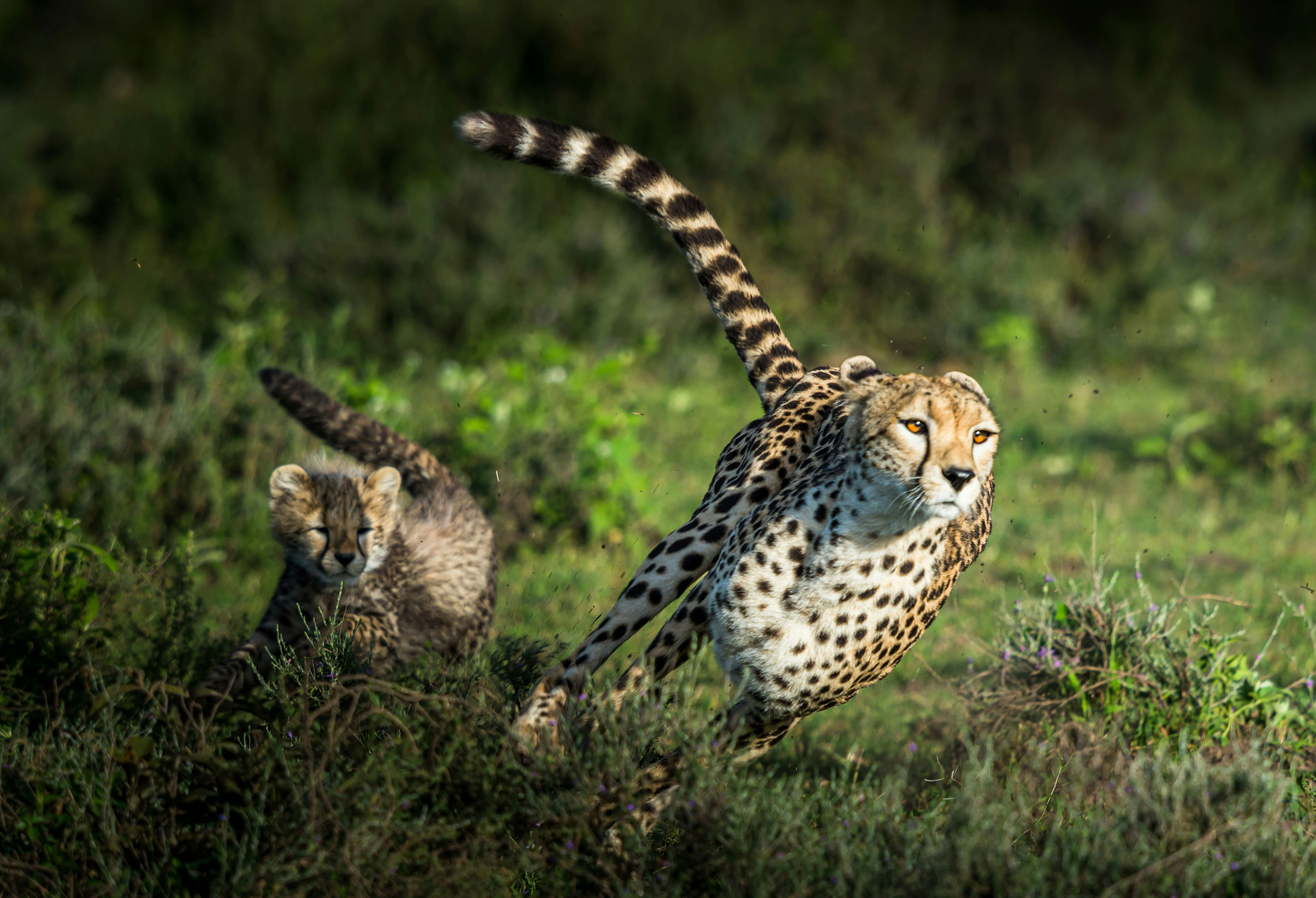 Your Absolute African Safari Experience