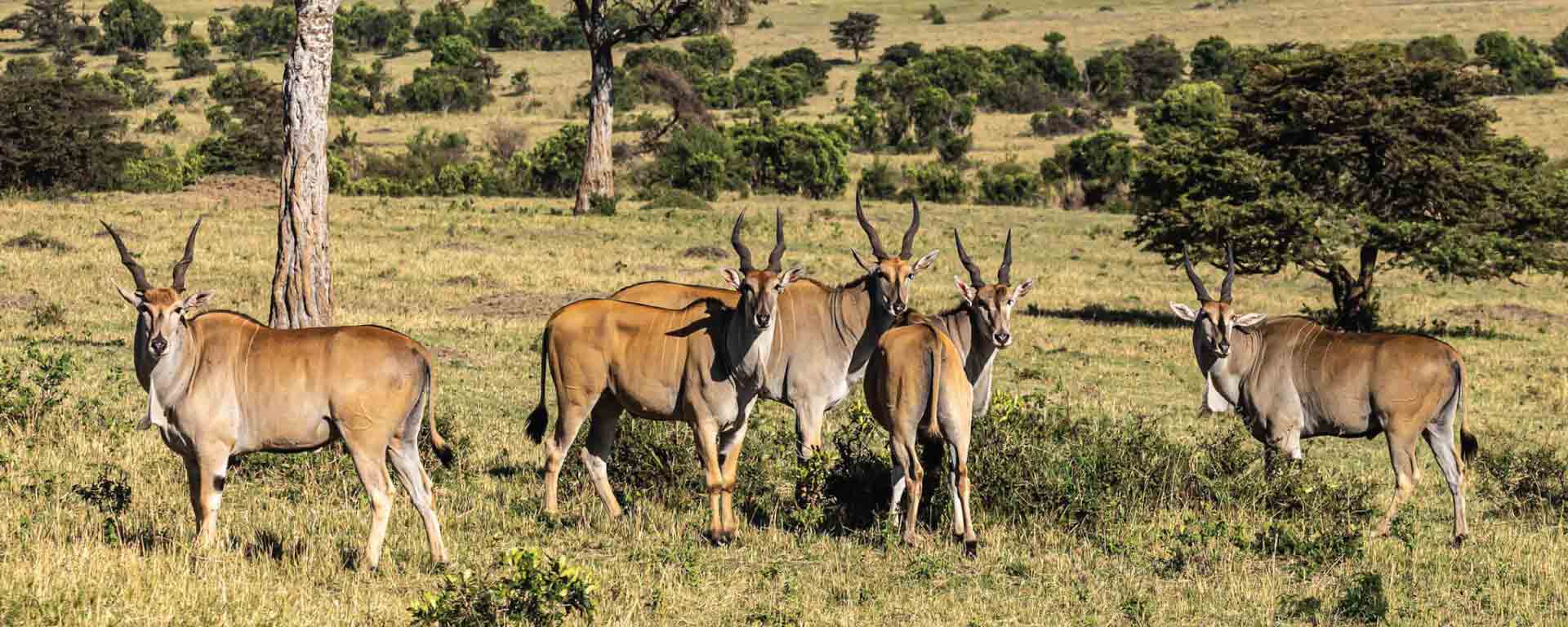 GROUP JOINING SAFARIS