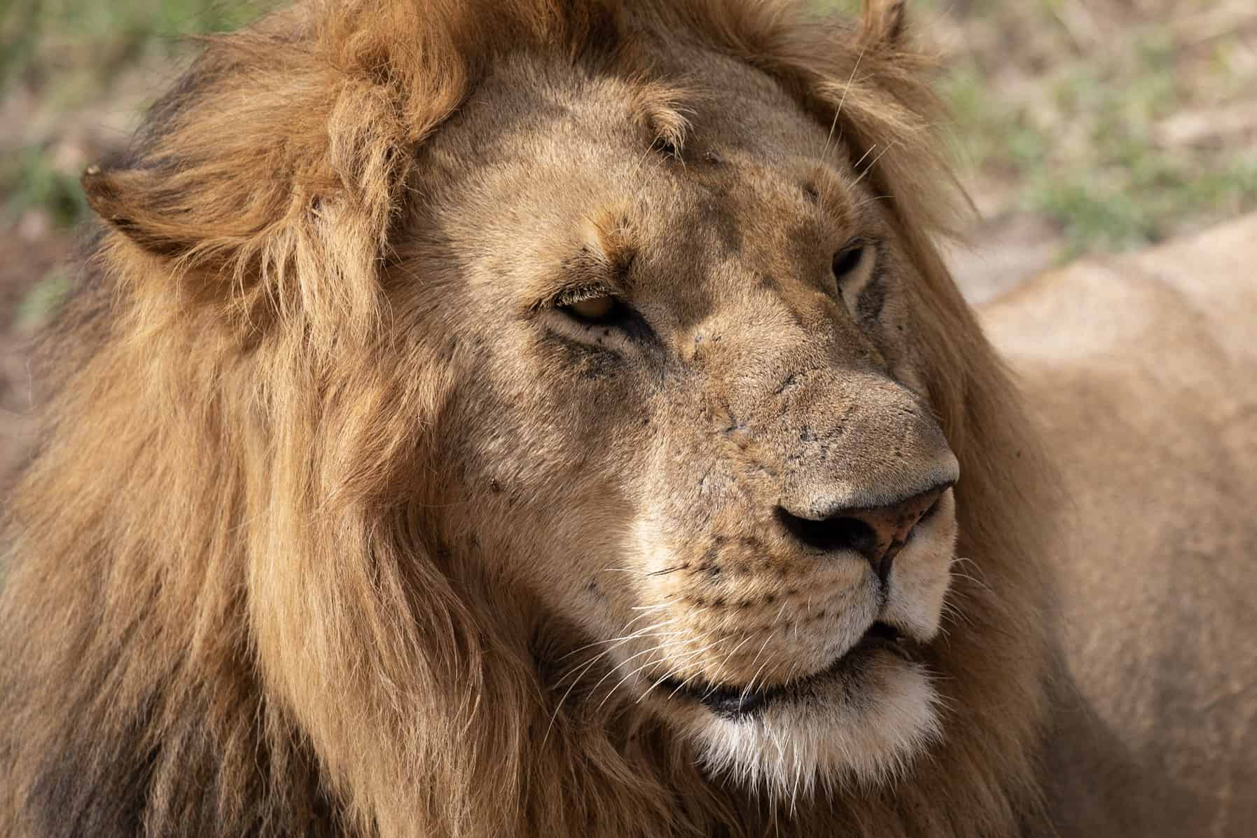 Lake Nakuru Masai Mara Budget Lodge Group Safari