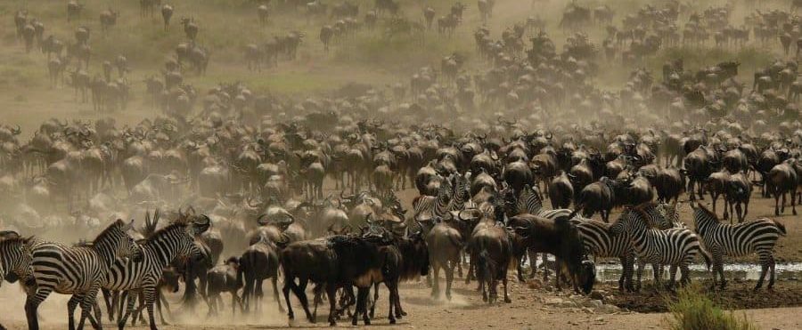 Masai Mara wildebeest migration safari