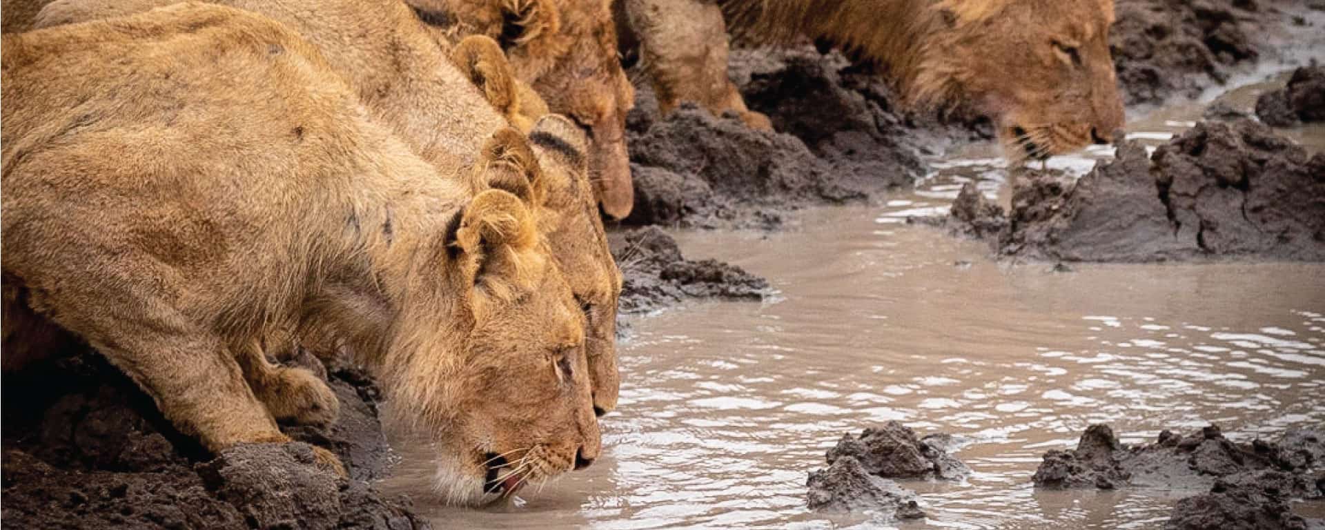 Child friendly family Safaris in Africa
