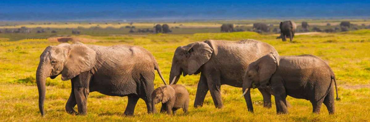 amboseli national park elephant herds in Kenya and Tanzania combined safari