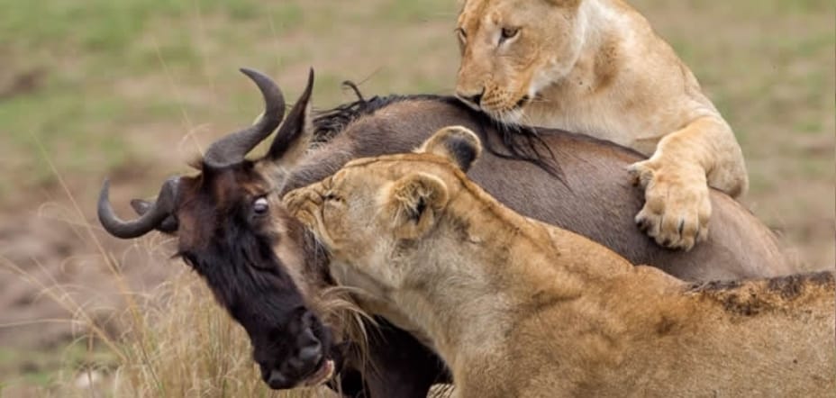 Lion killing wildebeest during Masai Mara Migration safaris