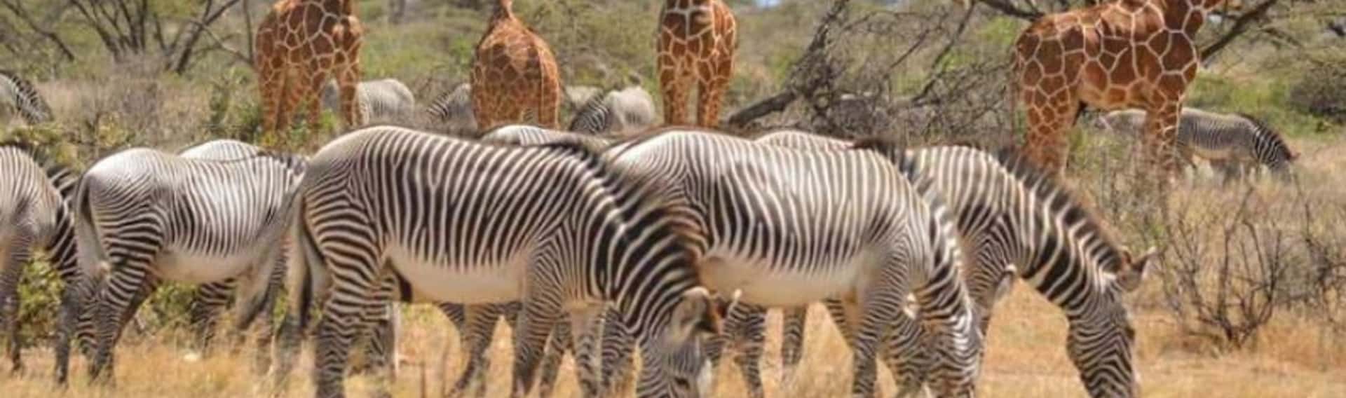 Samburu safari tours & packages