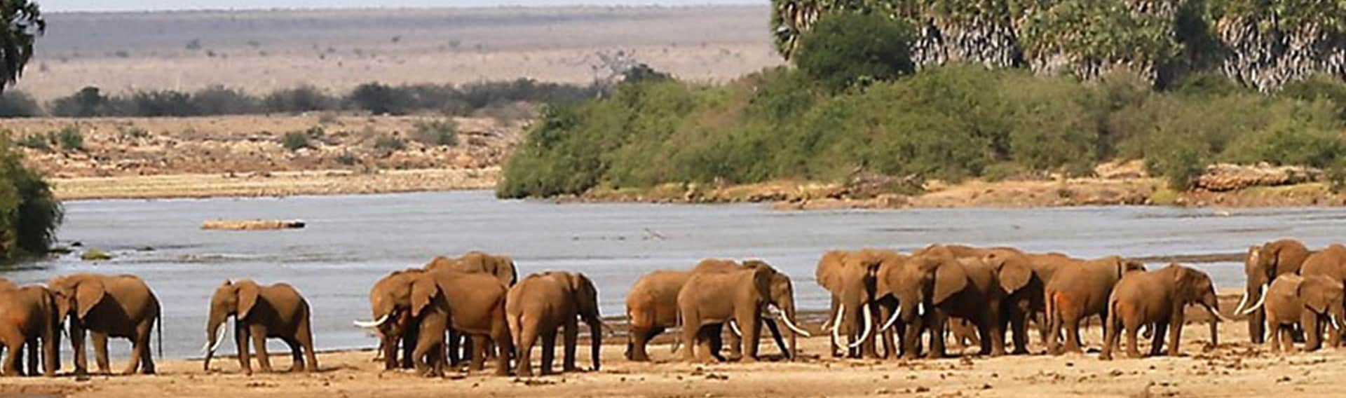 Tsavo West national park game drives