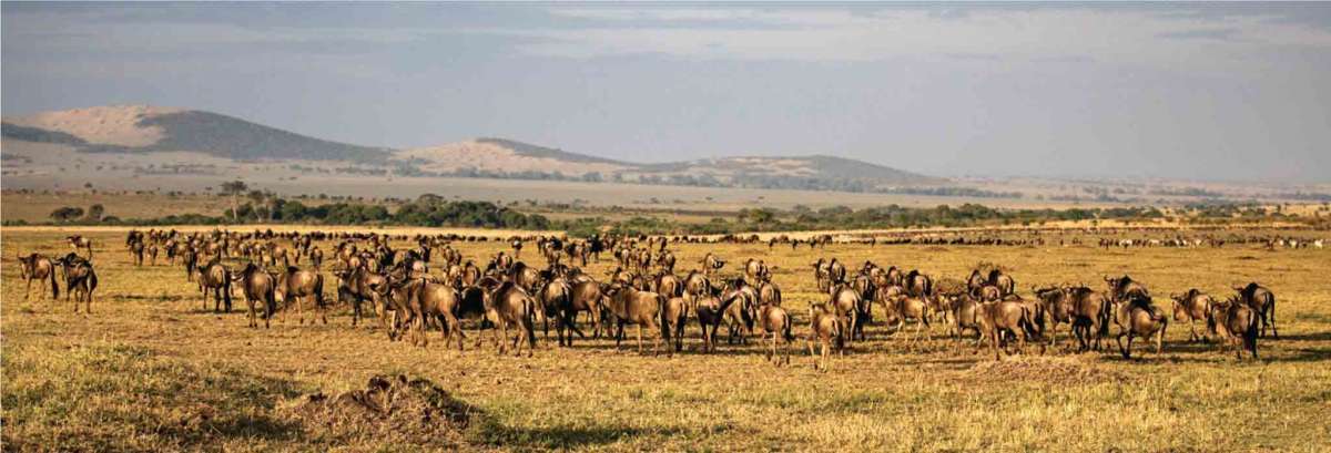 4 days Masai Mara wildebeest migration safari | Masai Mara Special offer